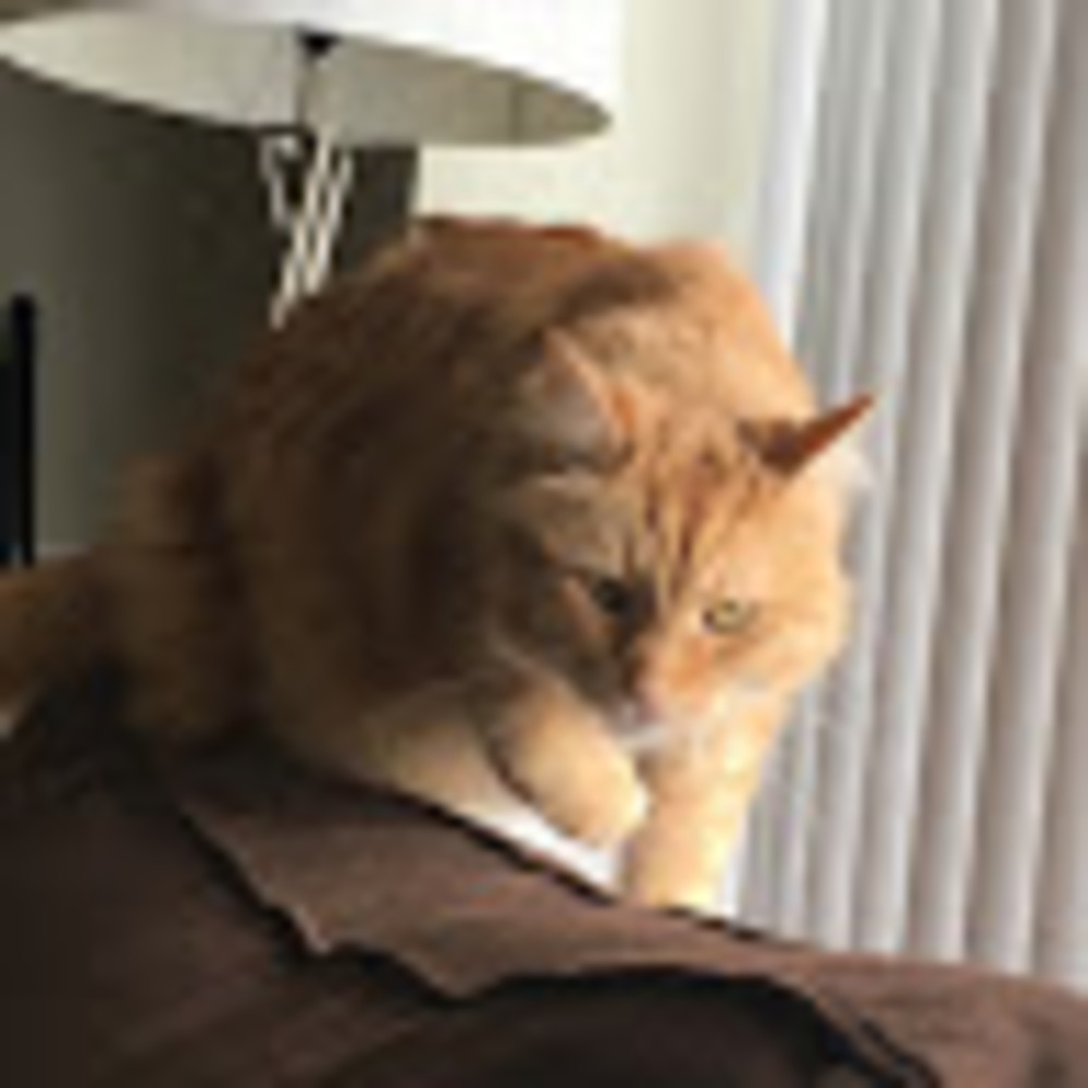 Meet your Posher, Riley